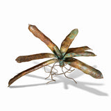 Bromeliad Bronze Sculpture - CLIO SASKIA