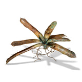 Bromeliad with Poison Dart Frogs Sculpture - CLIO SASKIA